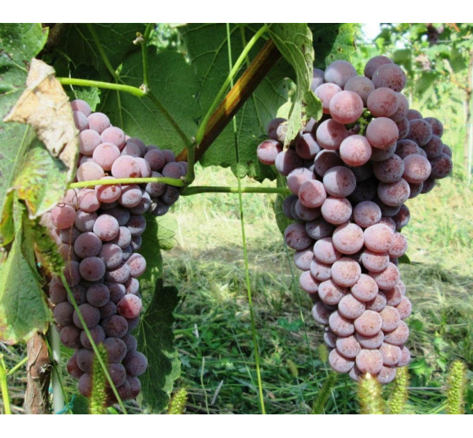 Саженцы винограда сорт Совинье гри (Sauvignier Gris), полуупакованный