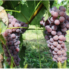 Саженцы винограда сорт Совинье гри (Sauvignier Gris), полуупакованный