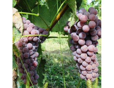 Саженцы винограда сорт Совинье гри (Sauvignier Gris), полуупакованный