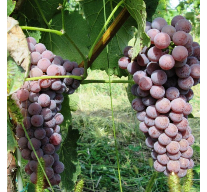 Саженцы винограда сорт Совинье гри (Sauvignier Gris), полуупакованный