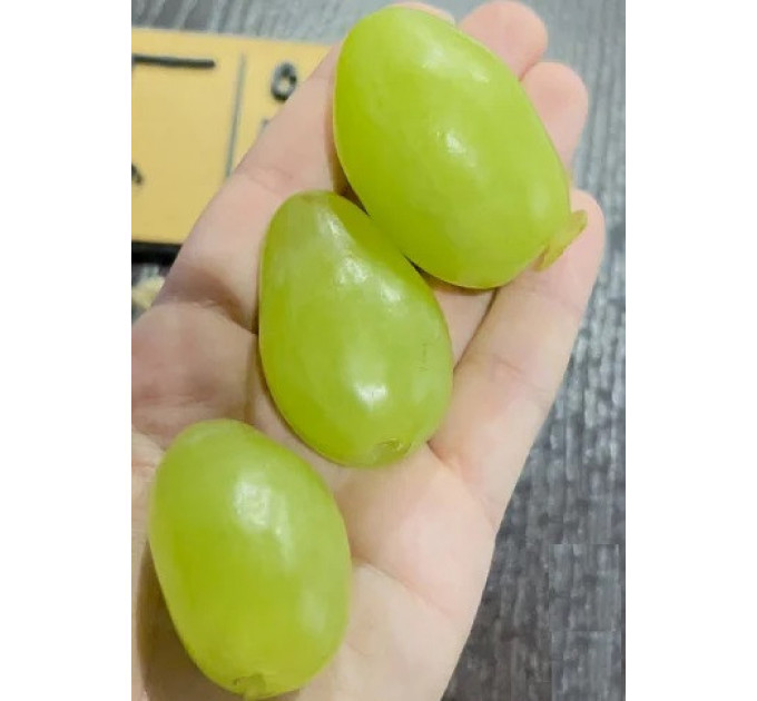 Саджанці винограду сорт Буба