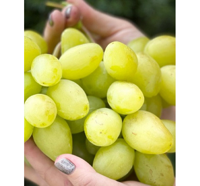 Саджанці винограду сорт Буба