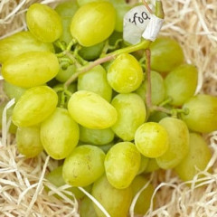 Саджанці винограду сорт Буба