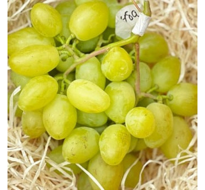 Саджанці винограду сорт Буба