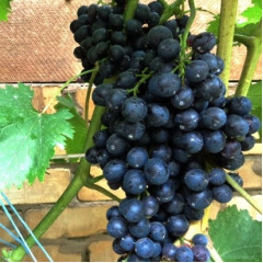 Саджанці винограду сорт "Венера"