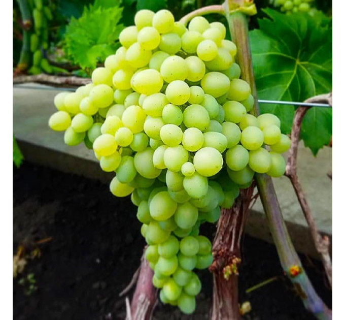 Саджанці винограду сорт Кишмиш Цимус, напівупакований