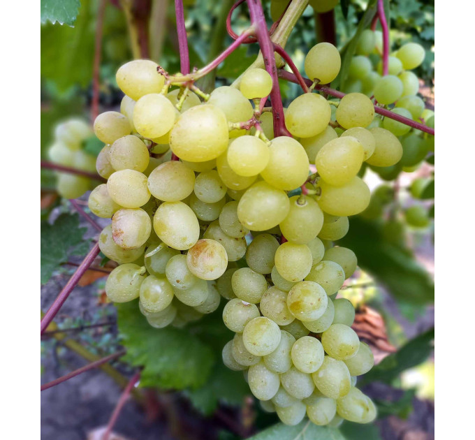 Саджанці винограду сорт Кишмиш Цимус, напівупакований