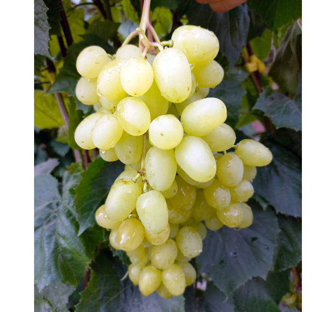 Саджанці винограду сорт Кишмиш Цимус, напівупакований