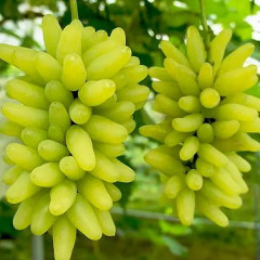 Саджанці винограду сорт Кишмиш Ламборджині, напівупакований