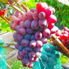 Саженцы винограда сорт Сказка, 125-130 дней, конт. 1.7 л