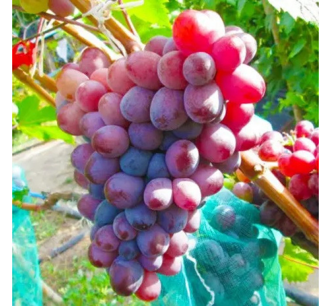 Саженцы винограда сорт Сказка, 125-130 дней, конт. 1.7 л