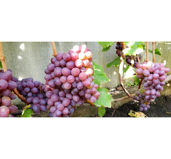 Саженцы винограда сорт Сказка, 125-130 дней, конт. 1.7 л