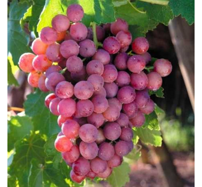 Саженцы винограда сорт Сказка, 125-130 дней, конт. 1.7 л