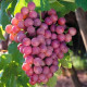 Саженцы винограда сорт Сказка, 125-130 дней, конт. 1.7 л