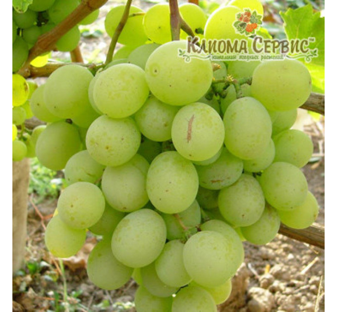 Саджанці винограду сорт Талісман