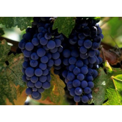 Саджанці винограду сорт Молдова пакет 3,5 л.