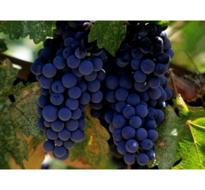 Саджанці винограду сорт Молдова пакет 3,5 л.