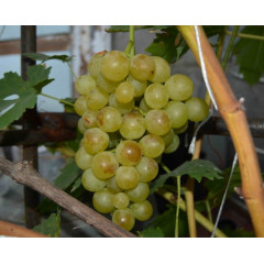 Виноград сорт Прим (Палатіна)