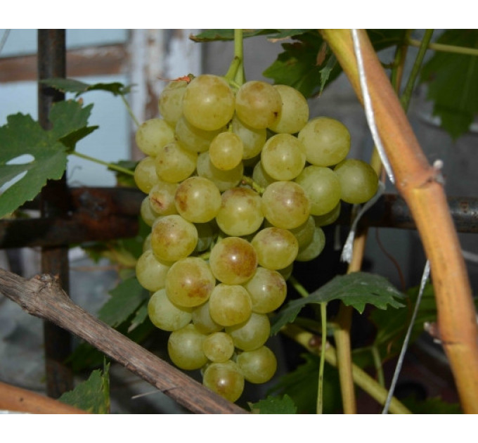 Виноград сорт Прим (Палатіна)