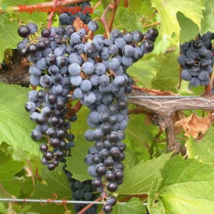 Саджанці винограда сорт Фронтиньяк Грі