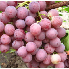 Саджанці винограду сорт Червона Троянда