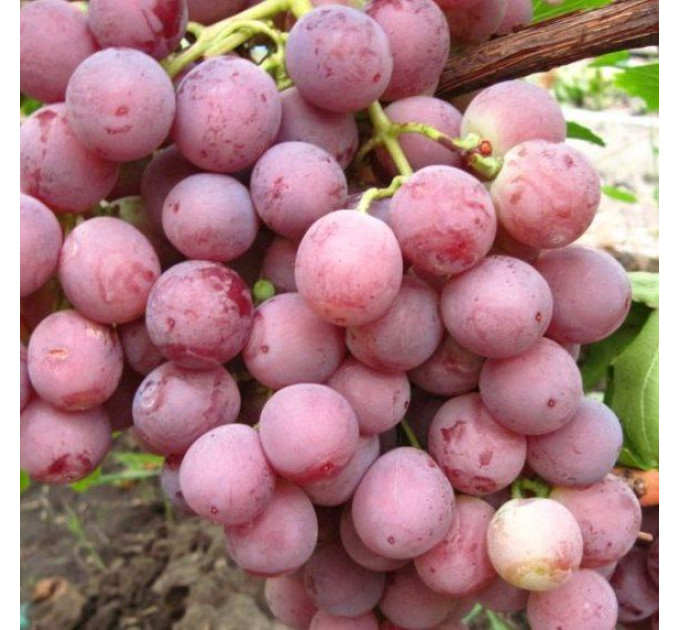 Саджанці винограду сорт Червона Троянда