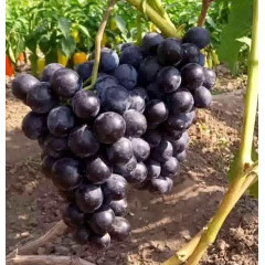 Саджанці винограду сорт Шарада, напівупакований