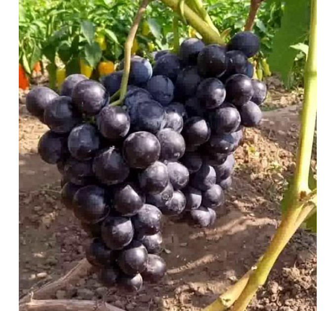 Саджанці винограду сорт Шарада, напівупакований