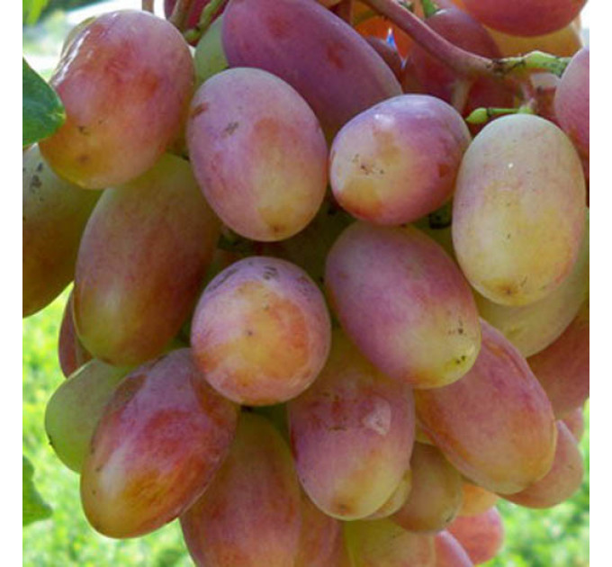 Саджанці винограду сорт Ювілей Новочеркаська