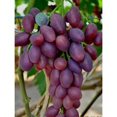 Саджанці винограду сорт Талбун