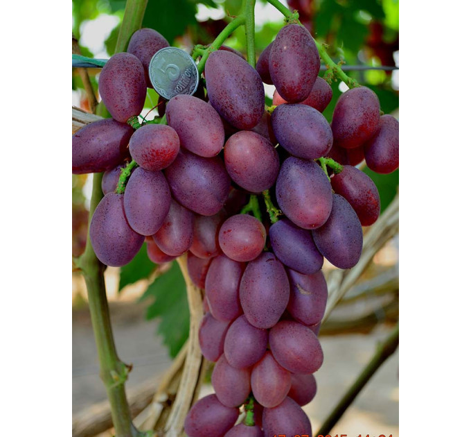 Саджанці винограду сорт Талбун