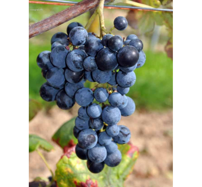 Саджанці винограду сорт Буффало, напівупаковані