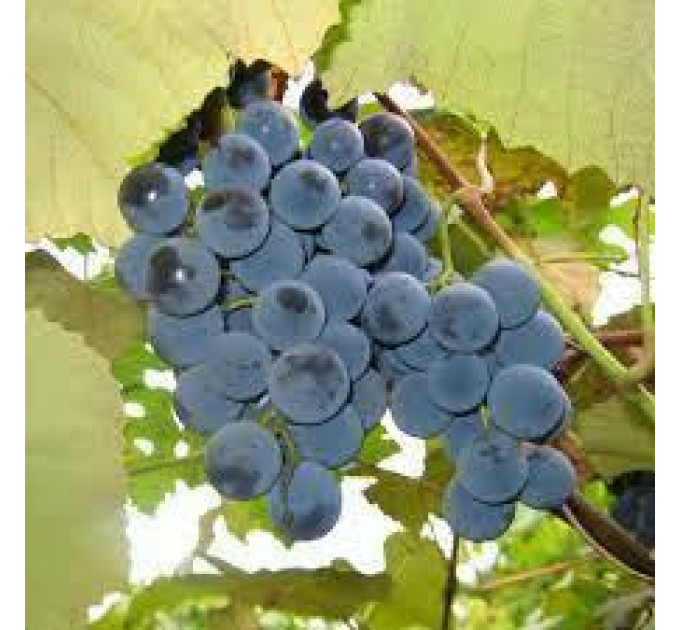 Саджанці винограду сорт Буффало, напівупаковані