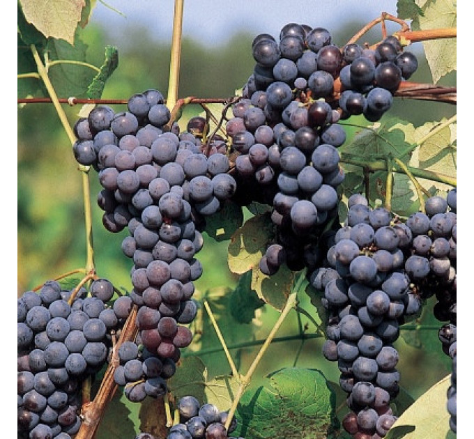 Саджанці винограду сорт Буффало, напівупаковані