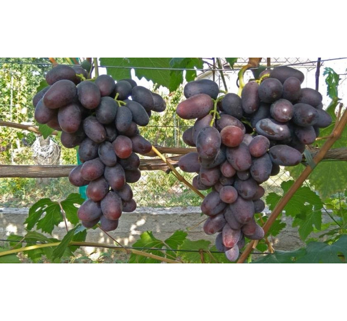 Саженцы винограда сорт Алвика, полуупакованный