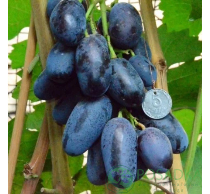 Саженцы винограда сорт Алвика, полуупакованный