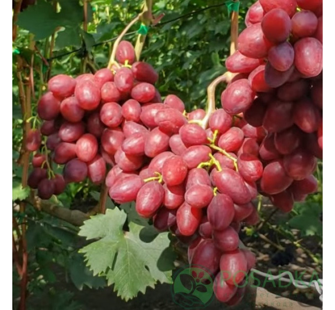 Саджанці винограду сорт Велюр