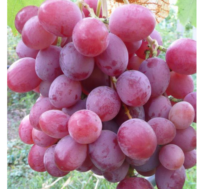 Cаженцы винограда сорт "Анюта", полуупакованный