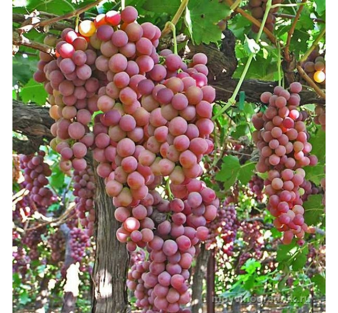 Саджанці винограду кишмиш сорт "Ред Флейм"