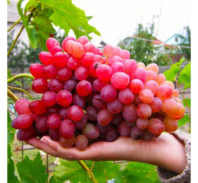 Саженцы винограда сорт Фаэтон, полуупакованный