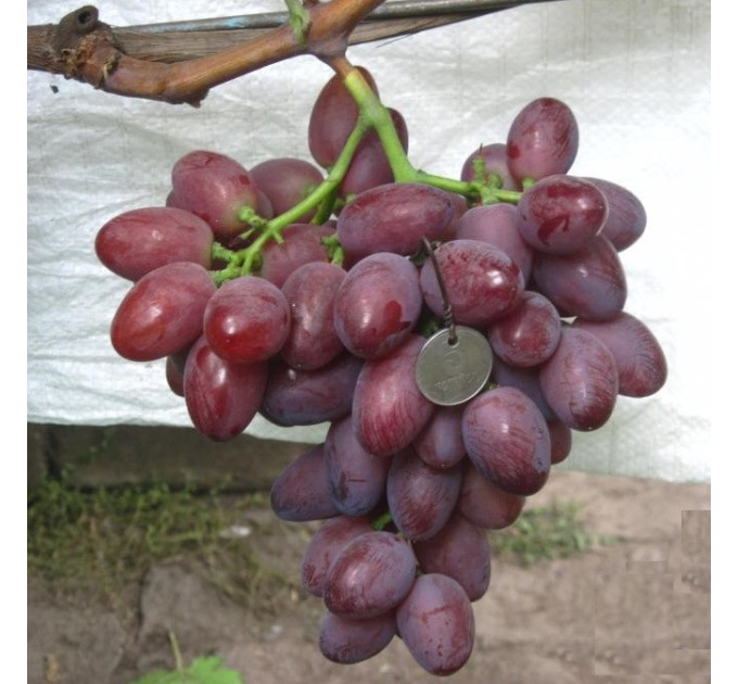 Саженцы винограда сорт Фаэтон, полуупакованный