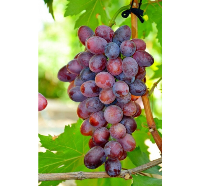 Саженцы винограда сорт Фаэтон, полуупакованный