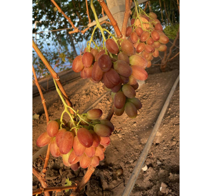 Саджанці винограду сорт Прерія, напівупакований