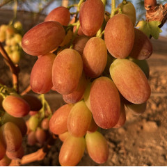 Саджанці винограду сорт Прерія, напівупакований