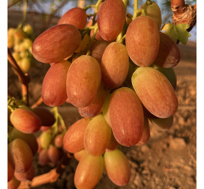 Саджанці винограду сорт Прерія, напівупакований