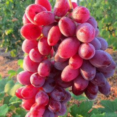 Саженцы винограда сорт Малиновый, 110-120 дней, конт. 1.7 л