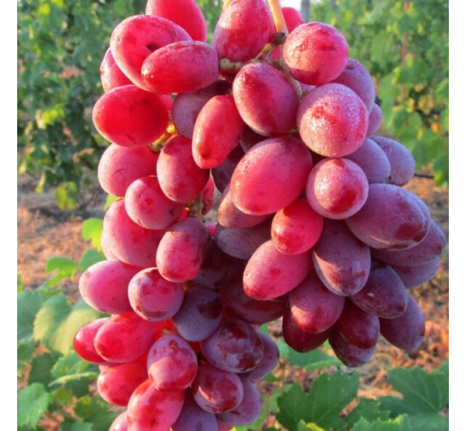 Саженцы винограда сорт Малиновый, 110-120 дней, конт. 1.7 л