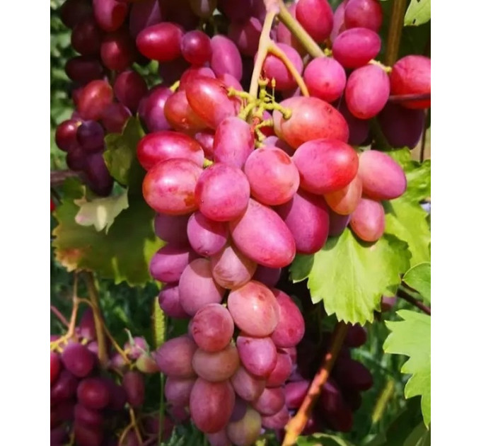 Саженцы винограда сорт Малиновый, 110-120 дней, конт. 1.7 л