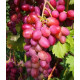 Саженцы винограда сорт Малиновый, 110-120 дней, конт. 1.7 л