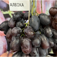 Саженцы винограда сорт Алвика, полуупакованный